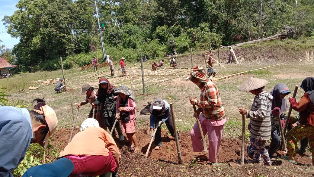 2c1d4826-ca7a-4e8a-b2bf-126c3c6298eb DESA BOKIN – PEMBANGUNAN NURSERY, PENGADAAN BIBIT, DAN PENGISIAN POLYBAG