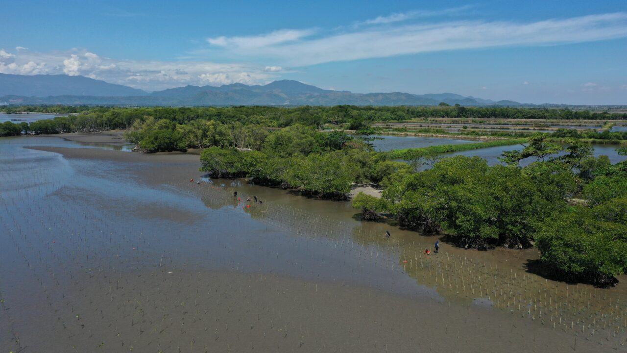 Penanaman Mangrove