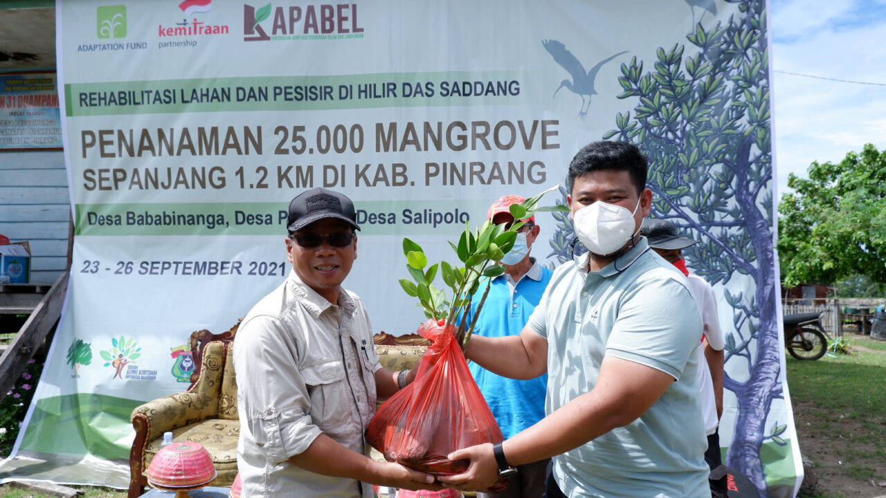 Penanaman Mangrove