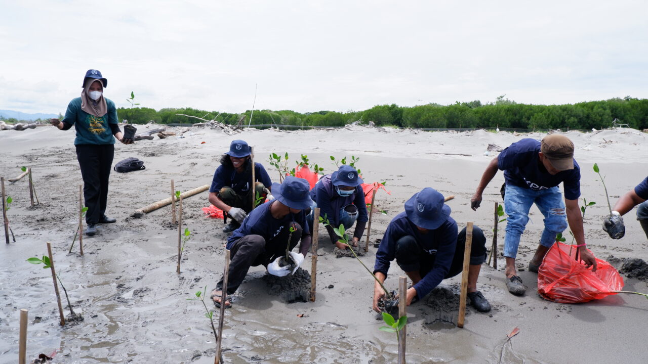 Penanaman Mangrove