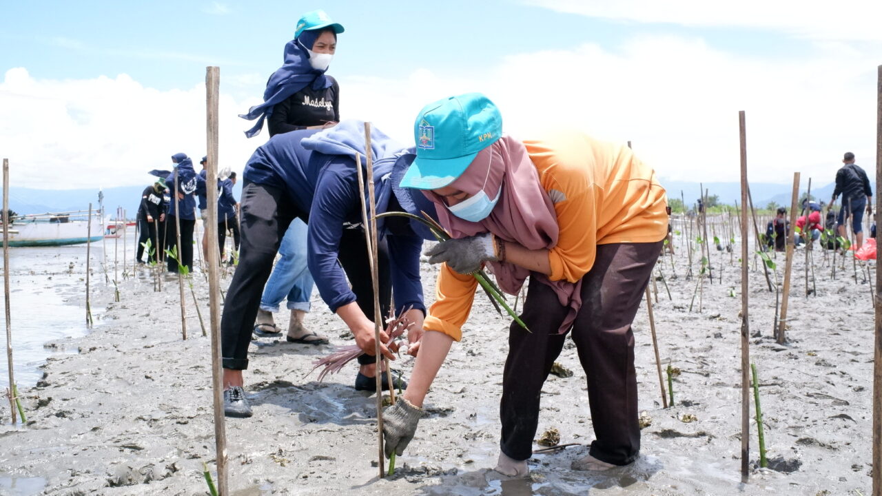 Penanaman Mangrove