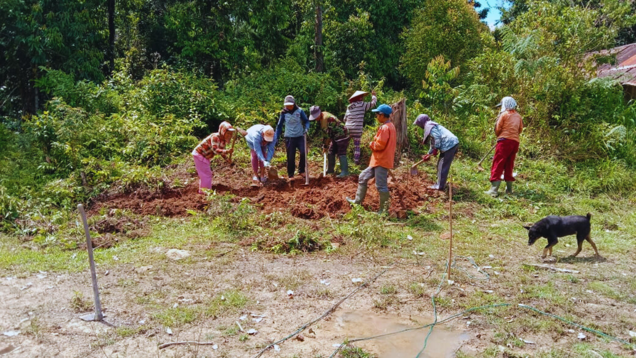 Pembangunan Nursery