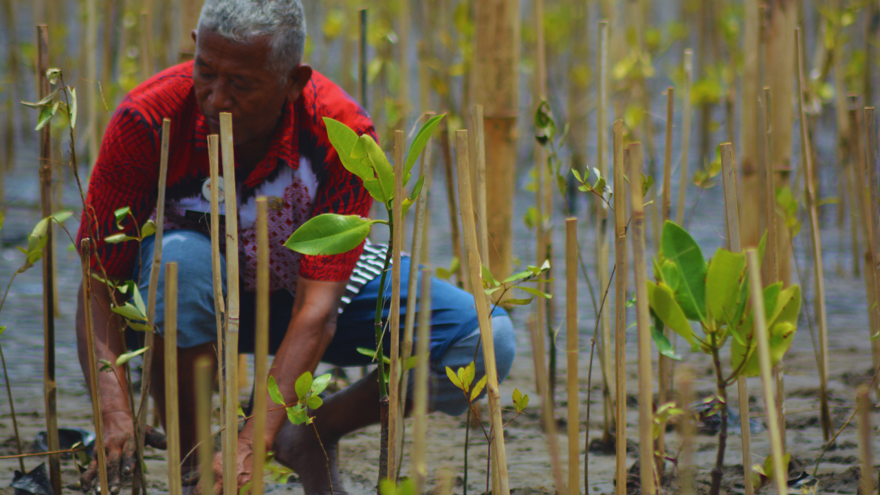 Penanaman Mangrove