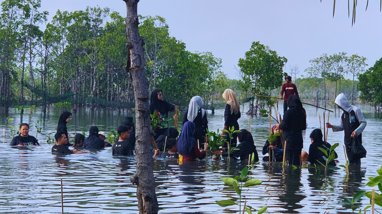 Penanaman Mangrove