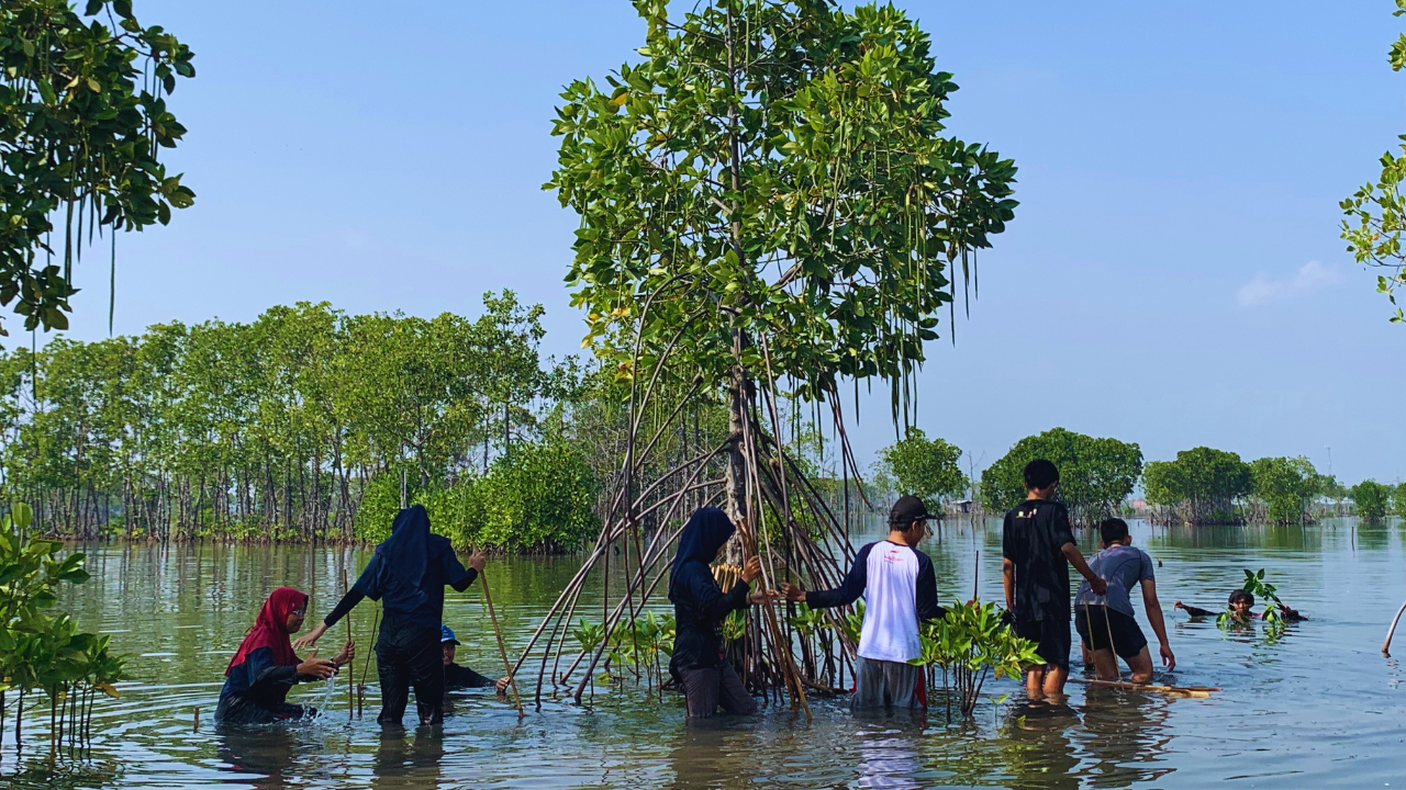 Penanaman Mangrove