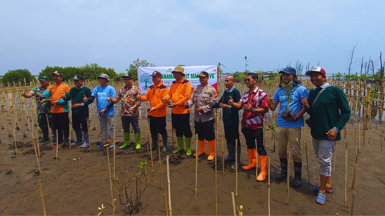 Penanaman Mangrove