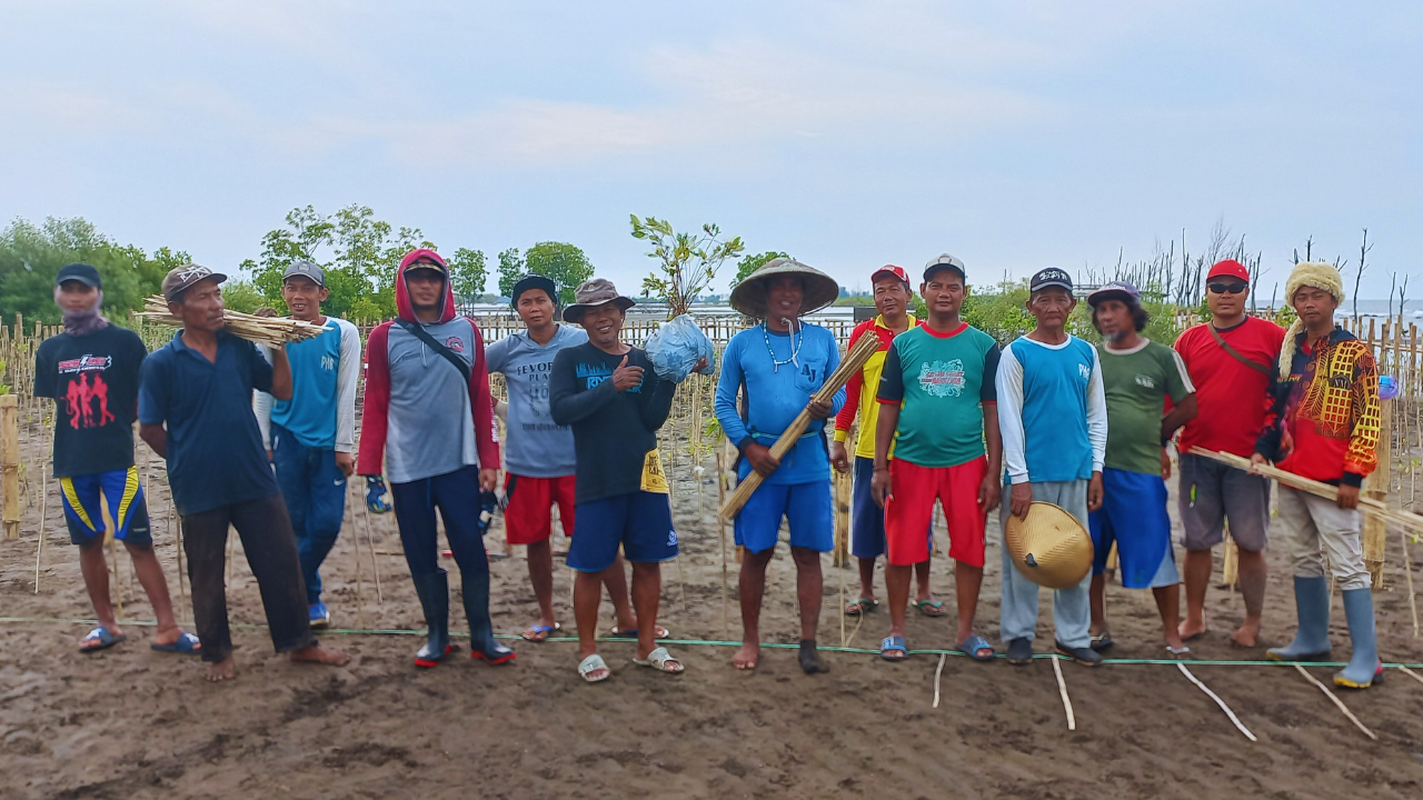 Penanaman Mangrove