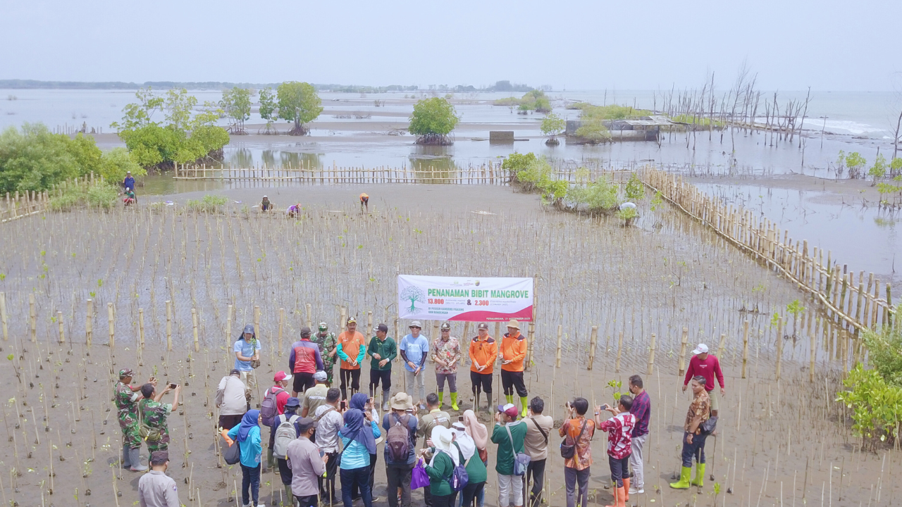 Penanaman Mangrove