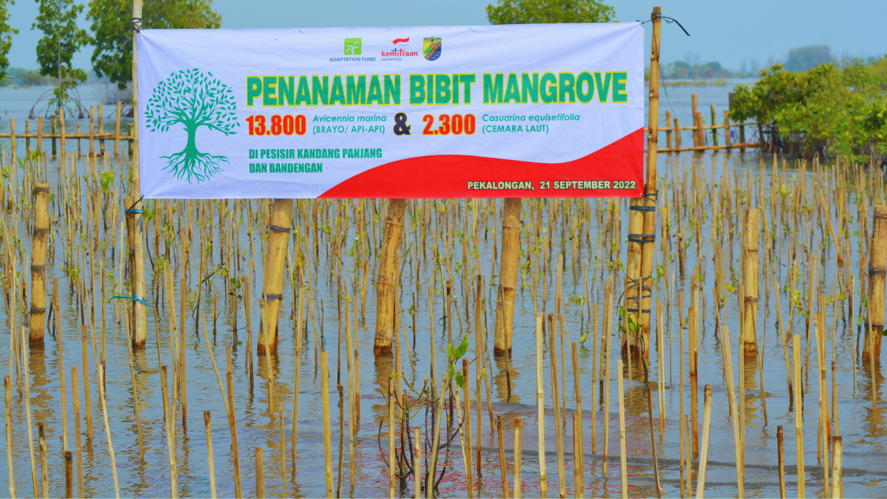 Penanaman Mangrove