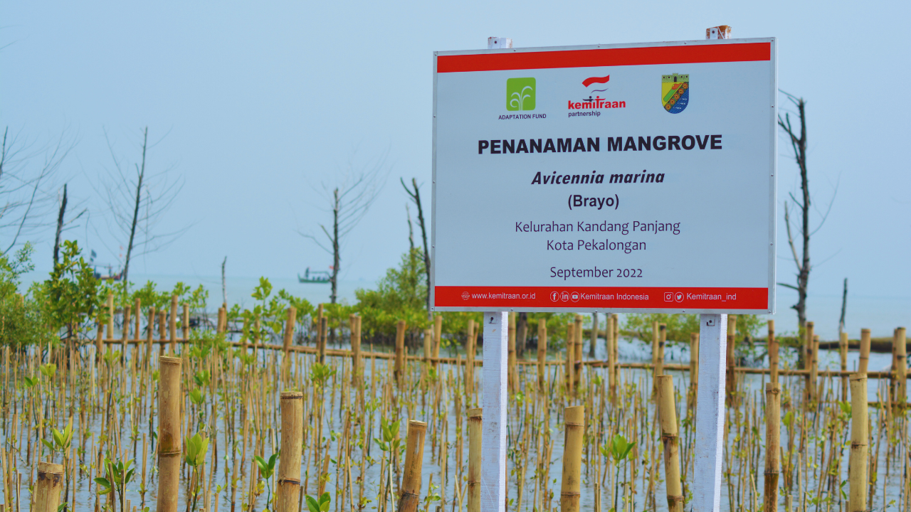 Penanaman Mangrove