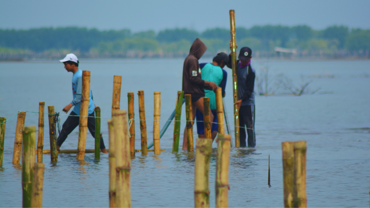 Penanaman Mangrove