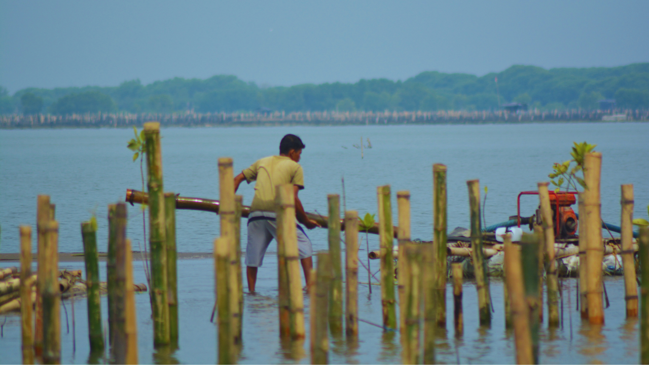 Penanaman Mangrove