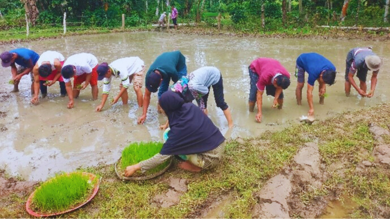 SRI (System of Rice Intensification) implementation1