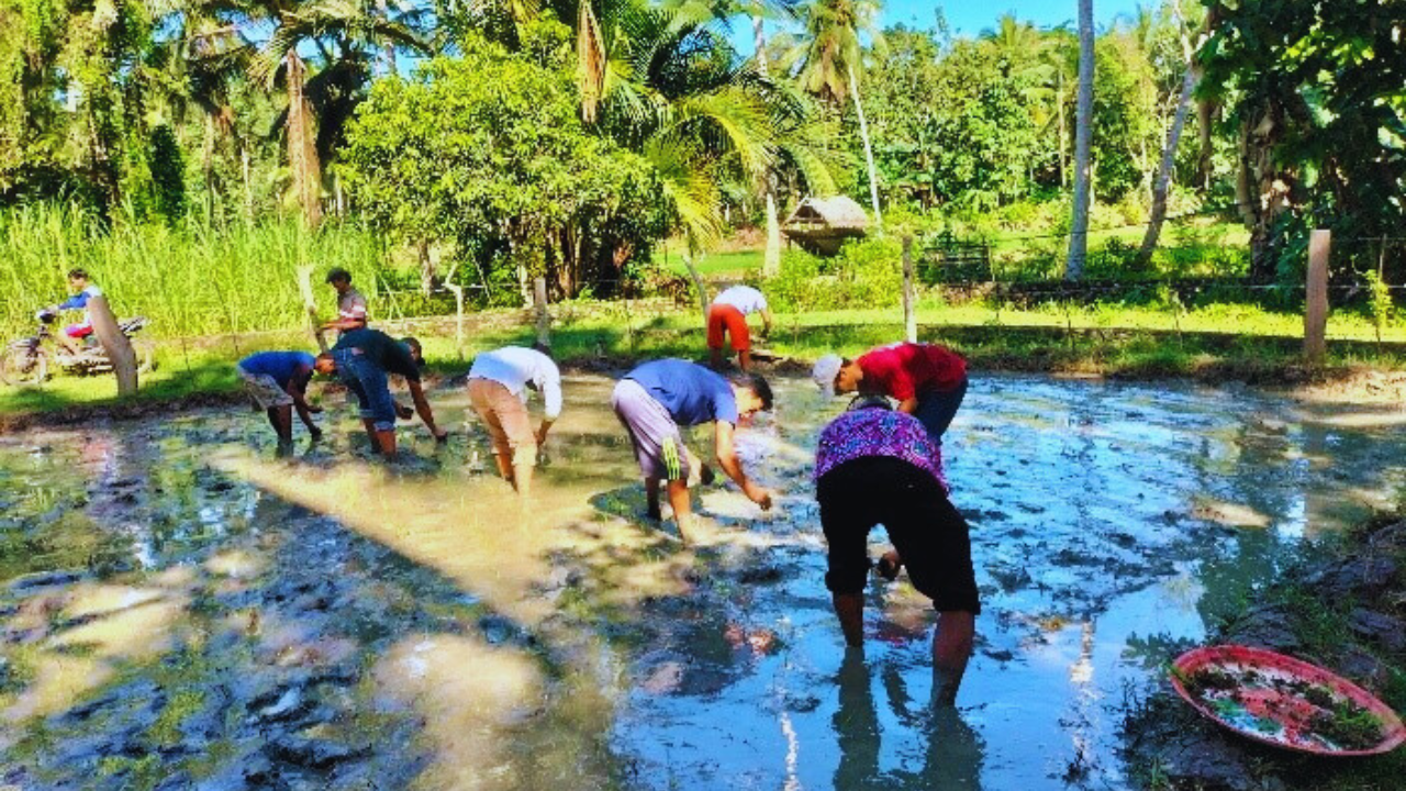 SRI (System of Rice Intensification) implementation2