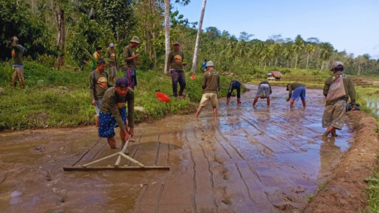 SRI (System of Rice Intensification) implementation3