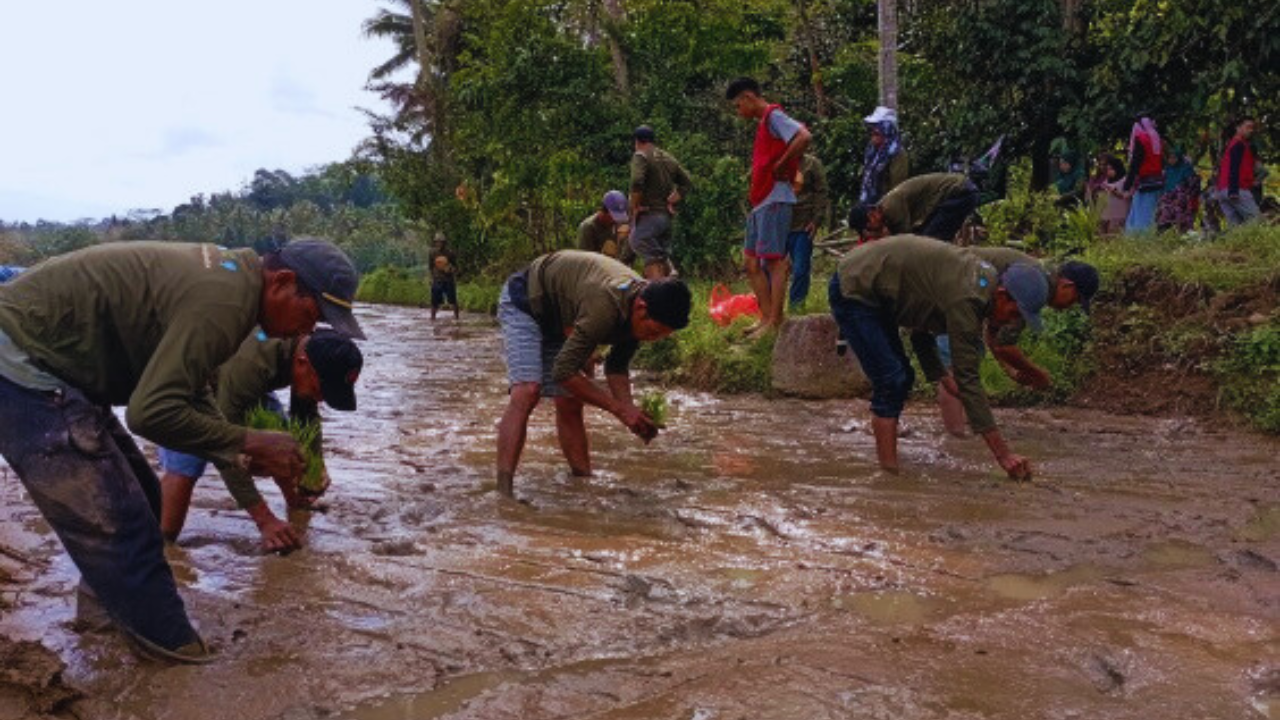 SRI (System of Rice Intensification) implementation4