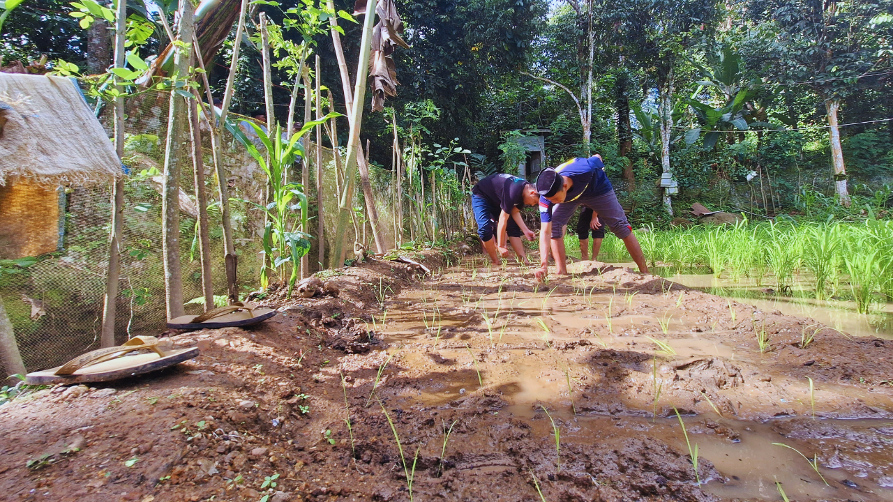 SRI (System of Rice Intensification) implementation5