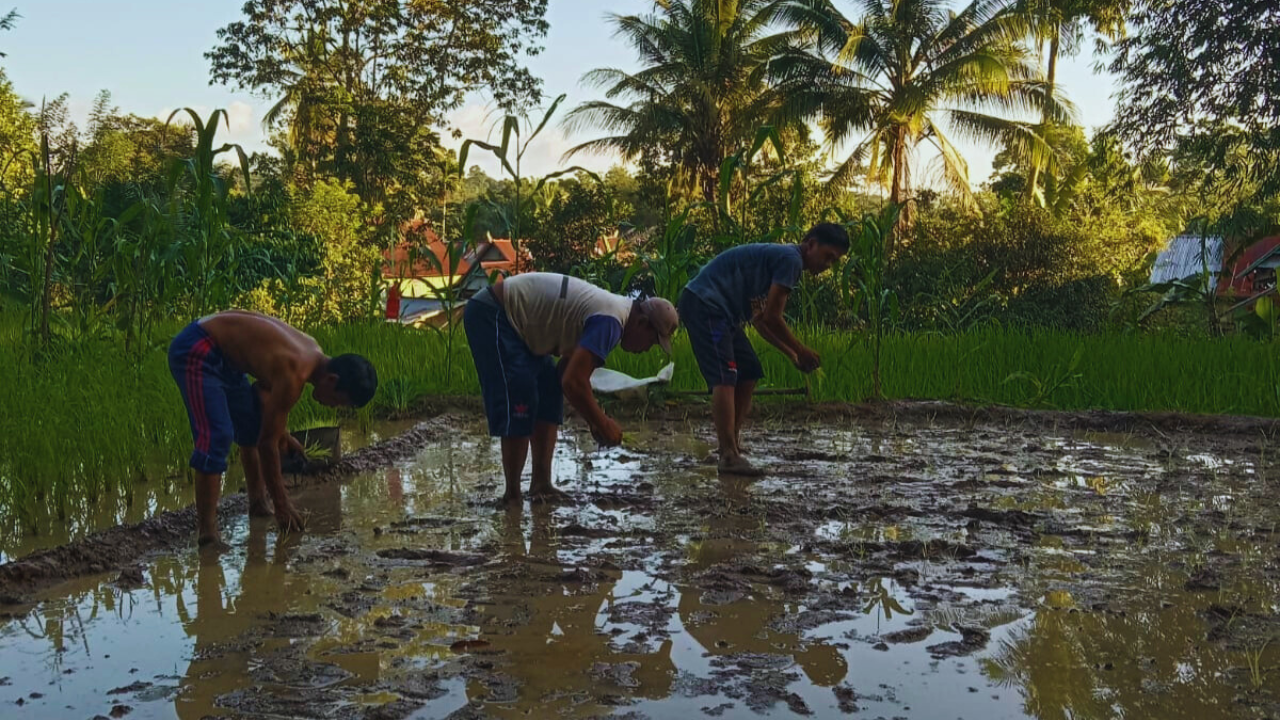 SRI (System of Rice Intensification) implementation6